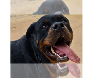 Bam - Male Rottweiler Dog for Adoption - Photo #5