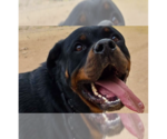 Small #4 Rottweiler