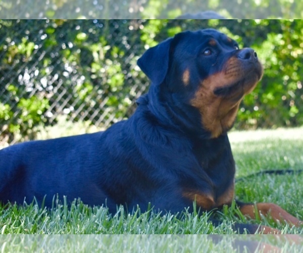 Medium Photo #7 Rottweiler Puppy For Sale in YUCAIPA, CA, USA