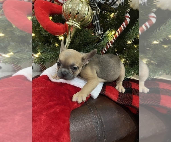 Medium Photo #6 French Bulldog Puppy For Sale in BARBOURVILLE, KY, USA
