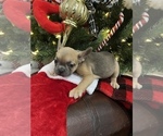 Small Photo #6 French Bulldog Puppy For Sale in BARBOURVILLE, KY, USA