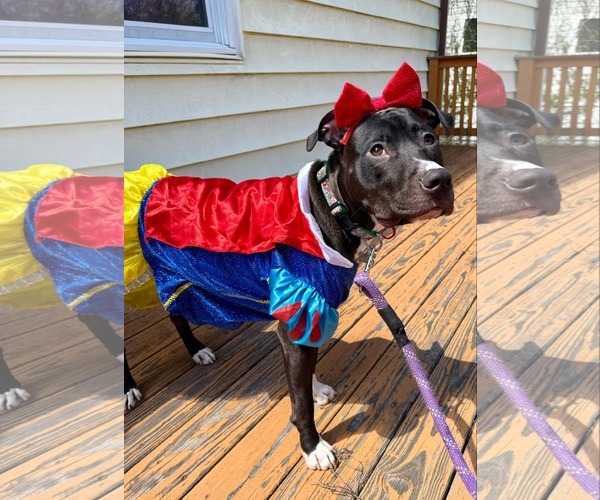 Medium Photo #2 American Staffordshire Terrier-Unknown Mix Puppy For Sale in Fairfax, VA, USA