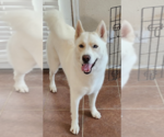Small #1 Siberian Husky