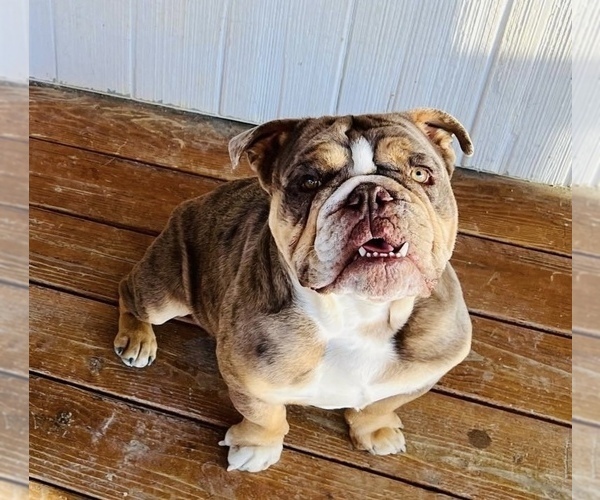 Medium Photo #2 English Bulldogge Puppy For Sale in CARSON CITY, NV, USA