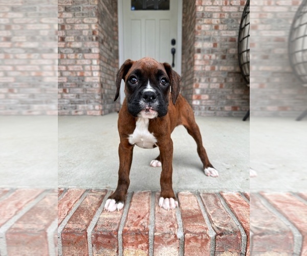 Medium Photo #6 Boxer Puppy For Sale in GREENFIELD, IN, USA