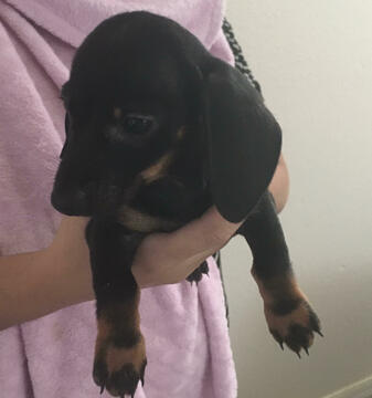 Medium Photo #1 Dachshund Puppy For Sale in HAINES CITY, FL, USA