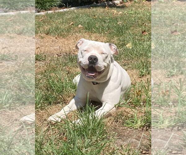 Medium Photo #11 American Pit Bull Terrier-Unknown Mix Puppy For Sale in Virginia Beach, VA, USA