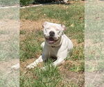 Small #10 American Pit Bull Terrier Mix