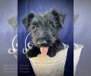 Medium Scottish Terrier