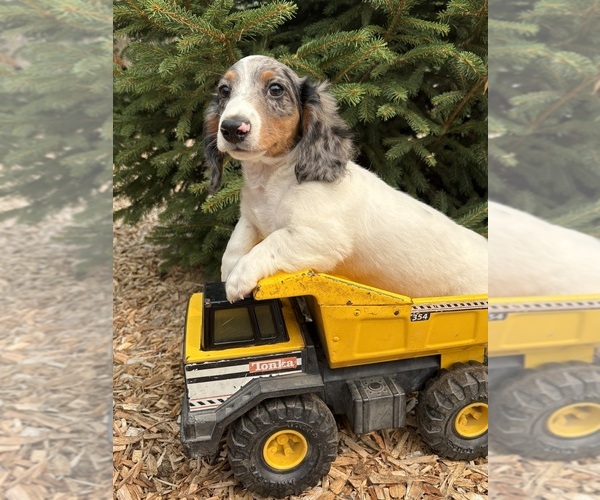 Medium Photo #4 Dachshund Puppy For Sale in MIDDLEBURY, IN, USA