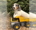Small #3 Dachshund