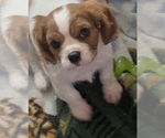 Puppy Blenheim male Cavalier King Charles Spaniel