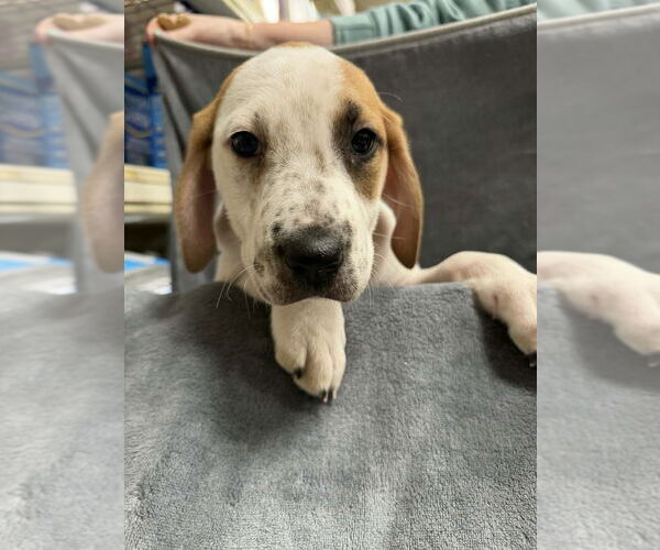 Medium Photo #3 Mutt Puppy For Sale in Wenonah, NJ, USA