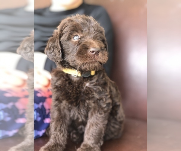 Medium Photo #9 Labradoodle Puppy For Sale in JARRELL, TX, USA