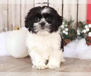 Shih Tzu Puppy for sale in MOUNT VERNON, OH, USA