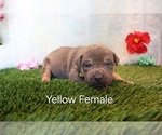 Puppy Puppy 4 yellow American Bully