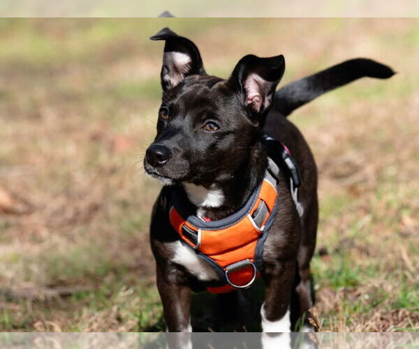 Medium Photo #3 Mountain Cur-Unknown Mix Puppy For Sale in Ellijay, GA, USA