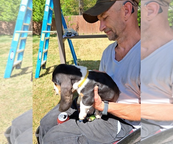 Medium Photo #2 Basset Hound Puppy For Sale in S CHESTERFLD, VA, USA