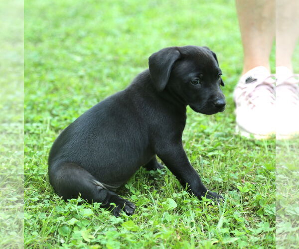 Medium Photo #2 Mutt Puppy For Sale in Wakefield, RI, USA