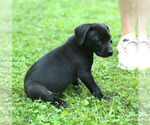 Small #1 Mutt