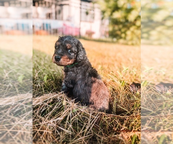Medium Photo #2 Golden Mountain Doodle  Puppy For Sale in TRAFALGAR, IN, USA
