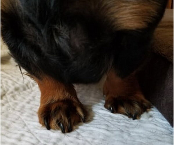 Medium Photo #6 Dachshund Puppy For Sale in San Antonio, TX, USA