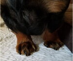 Small #5 Dachshund