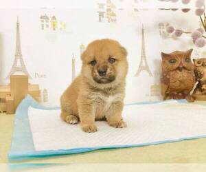 Shiba Inu Puppy for sale in TEMPLE CITY, CA, USA