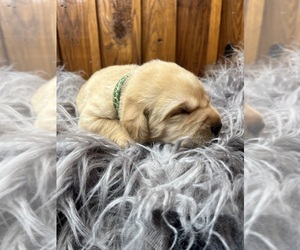 Labrador Retriever Puppy for Sale in NEOLA, West Virginia USA