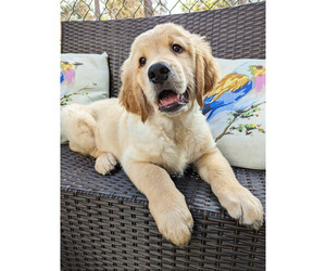Golden Retriever Puppy for Sale in SAN MARCOS, California USA