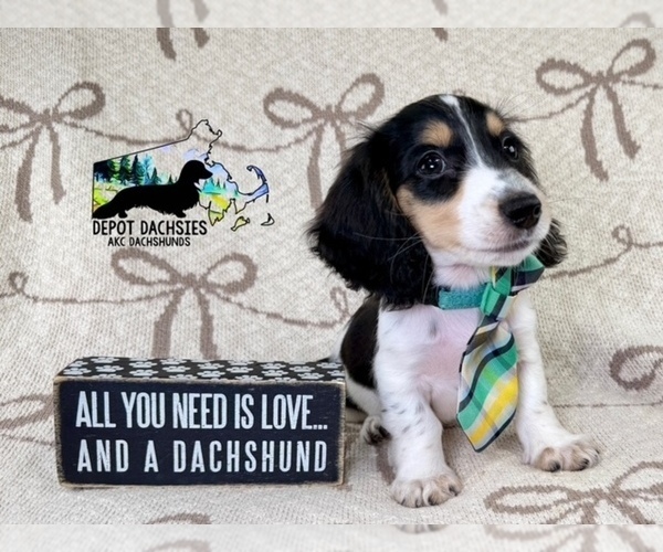 Medium Photo #4 Dachshund Puppy For Sale in SOUTH EASTON, MA, USA
