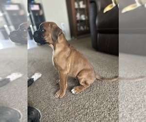 Boxer Puppy for Sale in SUMMERFIELD, Florida USA