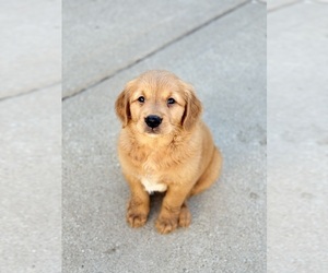 Golden Retriever Puppy for sale in ADDISON, IL, USA