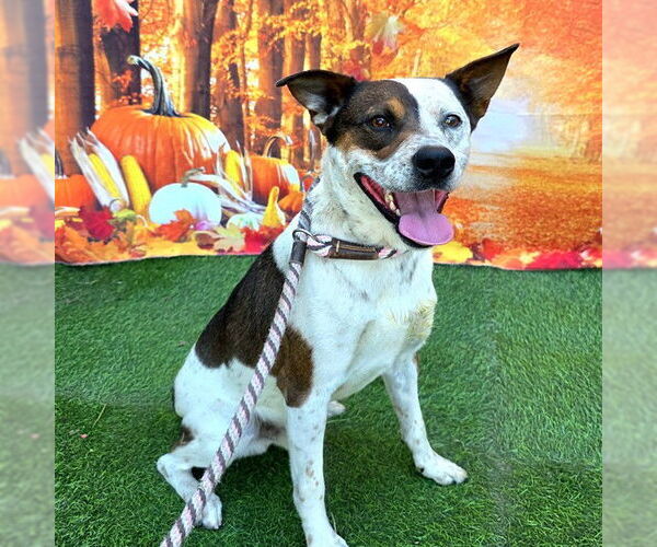 Medium Photo #1 Mutt Puppy For Sale in Long Beach, CA, USA