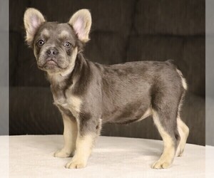 French Bulldog Puppy for sale in FREDERICKSBURG, OH, USA