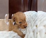 Small #19 Golden Retriever