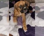 Small Photo #17 Boxer Puppy For Sale in EAST LONGMEADOW, MA, USA