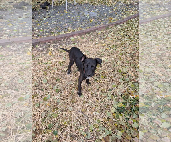 Medium Photo #4 Labrador Retriever-Unknown Mix Puppy For Sale in Farmington, MN, USA
