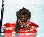 Small #5 Poodle (Toy)