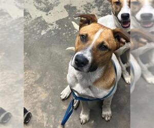 Black Mouth Cur Dogs for adoption in Tallahassee, FL, USA