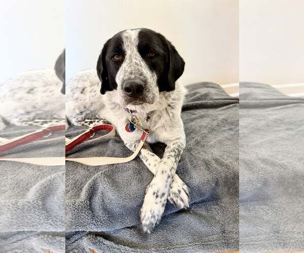 Medium Photo #7 Retriever -Unknown Mix Puppy For Sale in Greenville, SC, USA