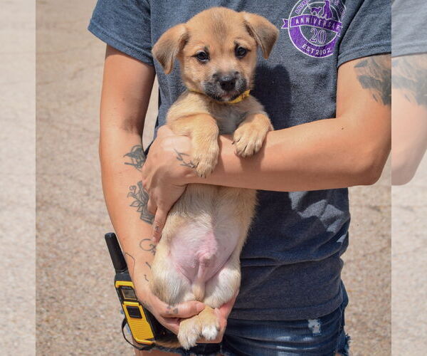 Medium Photo #5 American Staffordshire Terrier-Pomeranian Mix Puppy For Sale in Huntley, IL, USA