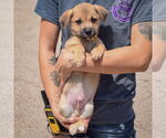 Small #4 American Staffordshire Terrier-Pomeranian Mix