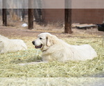 Small Photo #5 Great Pyrenees Puppy For Sale in PERALTA, NM, USA