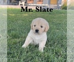 Puppy Slate English Cream Golden Retriever