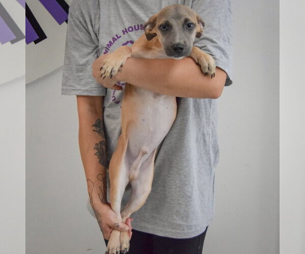 Medium Photo #3 Italian Greyhound-Shih Tzu Mix Puppy For Sale in Huntley, IL, USA