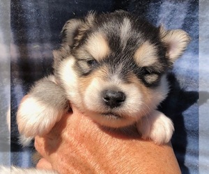 Pomsky Puppy for sale in SAVOY, MA, USA