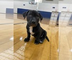 Small #3 Mutt