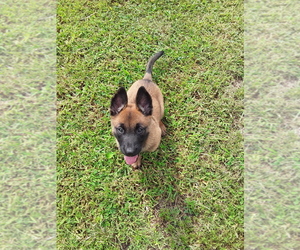 Belgian Malinois Puppy for sale in MOUNT VERNON, IL, USA