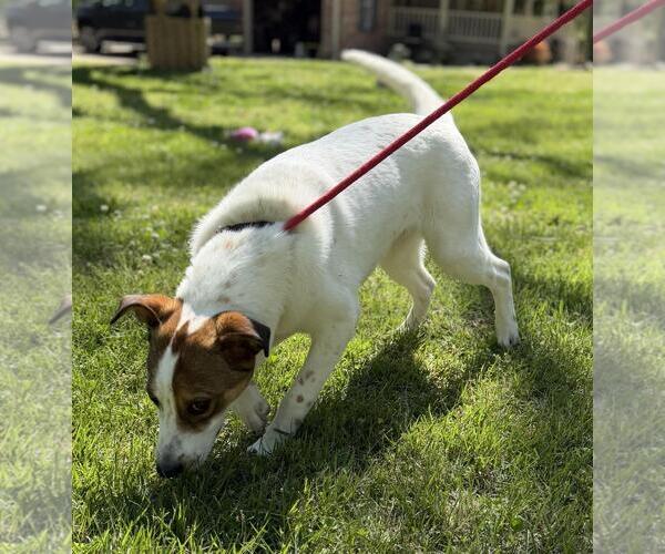 Medium Photo #8 Australian Shepherd-Unknown Mix Puppy For Sale in Yardley, PA, USA